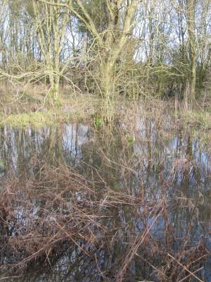 Howardian Local Nature Reserve 
    Digging out the channel