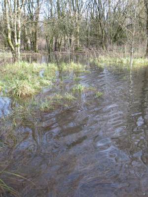 Howardian Local Nature Reserve 
    Digging out the channel