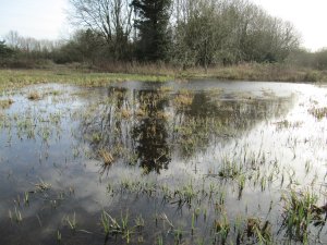 Howardian Local Nature Reserve 
    Digging out the channel