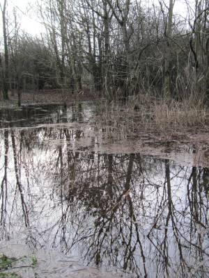 Howardian Local Nature Reserve 
    Digging out the channel