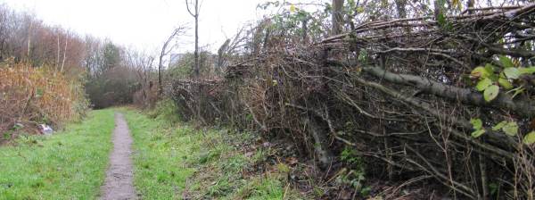 Howardian Local Nature Reserve 
   Hedge in growth summer 2010