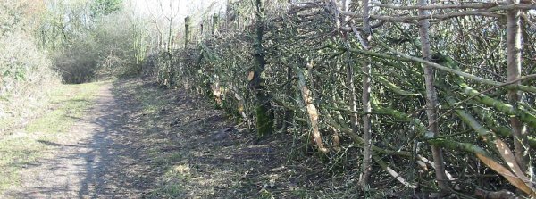 Howardian Local Nature Reserve 
   Completed Hedge Laying project winter 2009/10