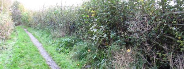 Howardian Local Nature Reserve 
   Hedge in growth summer 2010