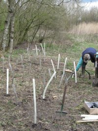 Howardian Local Nature reserve 
  planting extension to Derek's Hedge