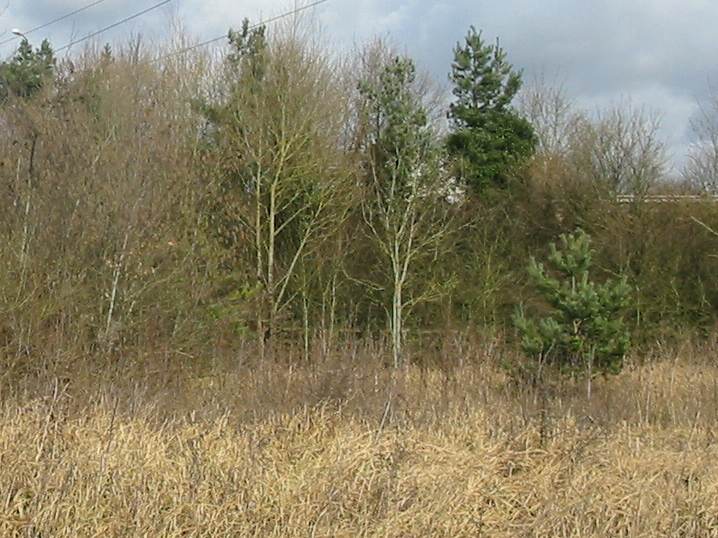 Howardian Local Nature Reserve 
  North West Corner before Scrub Clearance