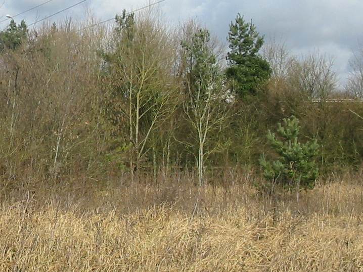 Howardian Local Nature Reserve
North West Corner before Scrub Clearance Howardian Local Nature Reserve
North West Corner before Scrub Clearance