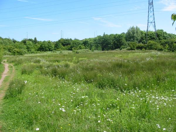 Howardian Local Nature Reserve 
  Orchid Meadow before cutting