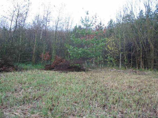 Howardian Local Nature Reserve 
  North West Corner after Scrub Clearance