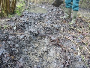 Howardian Local Nature Reserve&#010Fallen leaves and debris blocking channel