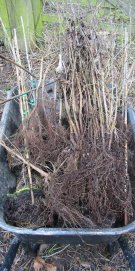 Howardian Local Nature reserve 
  Barrow ready for planting