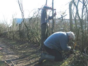 Howardian Local Nature Reserve 
  Hedge Laying