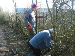 Howardian Local Nature Reserve 
  Hedge Laying