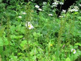 Howardian Local Nature Reserve 
 29th Scouts Group, Pontcanna, Cardiff