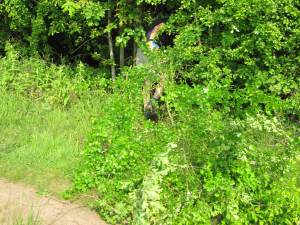 Howardian Local Nature Reserve
   thinning