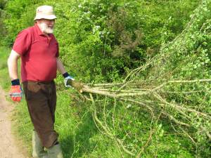 Howardian Local Nature Reserve
   thinning