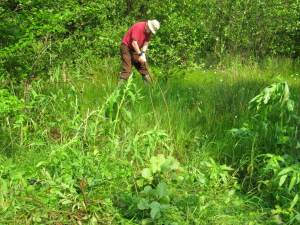 Howardian Local Nature Reserve 
  thinning