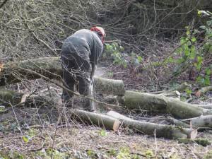 Howardian Local Nature Reserve 
  thinning