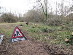 Howardian Local Nature Reserve
   thinning