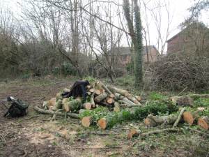 Howardian Local Nature Reserve
   thinning