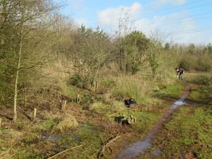 Howardian Local Nature Reserve 
 thinning