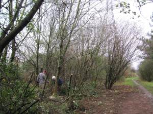 Howardian Local Nature Reserve
  Thinning of trees