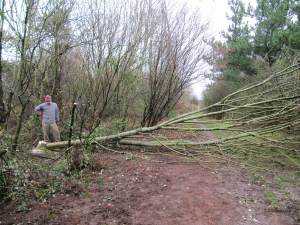 Howardian Local Nature Reserve
Thinning of trees Howardian Local Nature Reserve
Thinning of trees