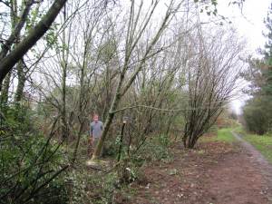 Howardian Local Nature Reserve
  Thinning of trees