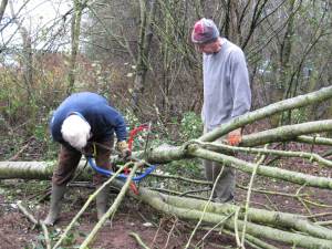 Howardian Local Nature Reserve 
  Thinning of trees