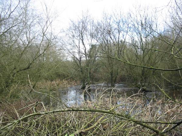 Howardian Local Nature Reserve 
  Wetland after thinning looking East