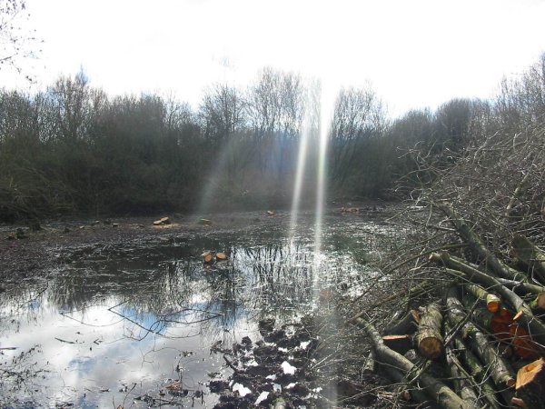 Howardian Local Nature Reserve
  Wetland before thinning