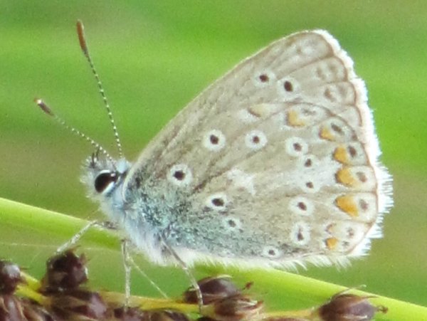 Common Blue (Male - underside)