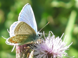 Common Blue on Creeping Thistle