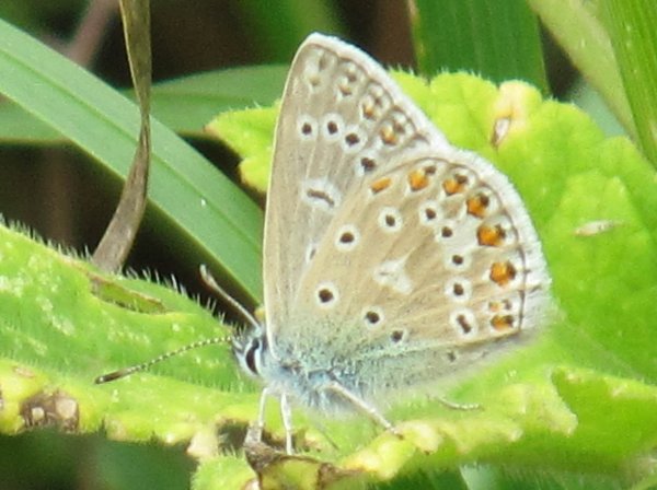 Common Blue (Male - underside)