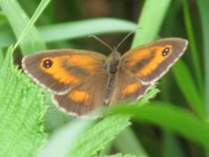 Gatekeeper (Male)