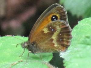 Gatekeeper (Underside)