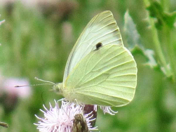 Large, Cabbage White (Male - underside)
