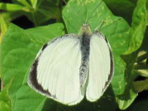 Large White (Male)