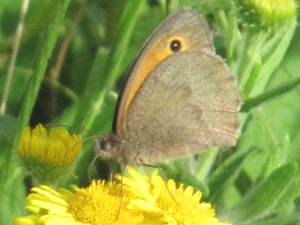 Meadow Brown (Male underside)