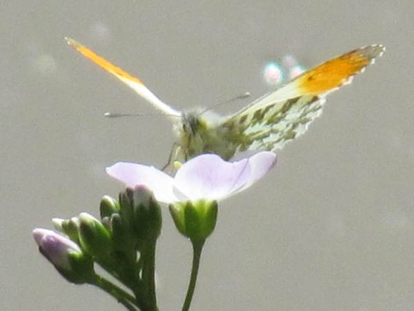 Orange Tip (Male)