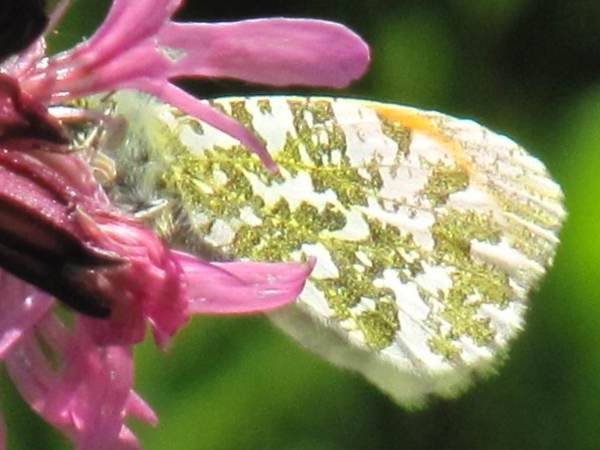 Orange Tip (Underside)