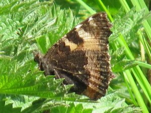 Small Tortoiseshell (Underside)