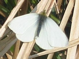 Small White