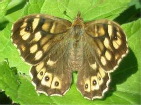 Speckled Wood (Female)