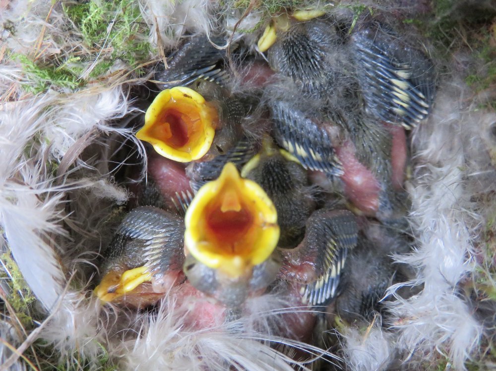 Tit's nest