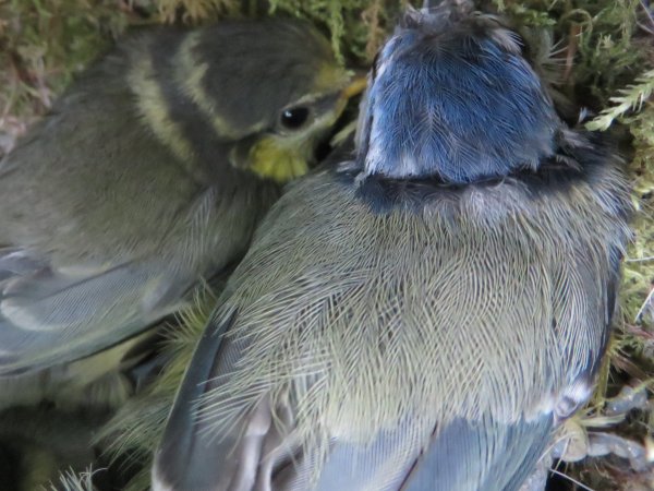 Tit's nest