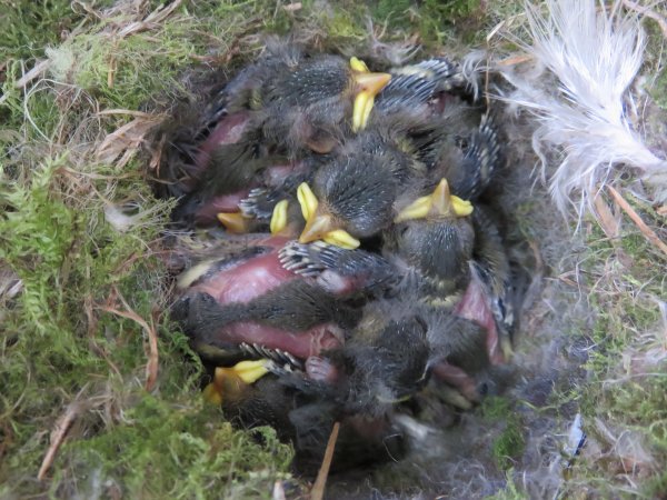 Howardian Local Nature Reserve Blue Tit chicks in nest.