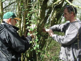 Howardian Local Nature Reserve
  Checking Dormouse boxes