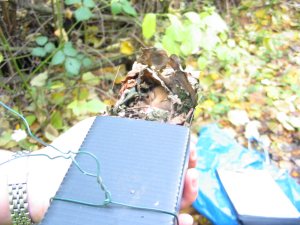 Howardian Local Nature Reserve
  Dormice nest tube with Dormouse