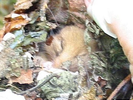 Howardian Local Nature Reserve
  Dormice nesting tube with
  Wood Mouse winter food store