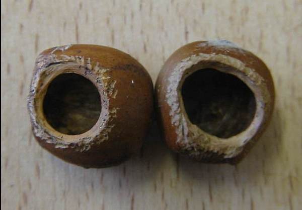 Howardian Local Nature Reserve
Hazel Nuts eaten by Dormice Howardian Local Nature Reserve
Hazel Nuts eaten by Dormice